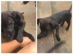 Cachorro raça SRD-ViraLata idade 2 a 6 meses nome SEM NOME