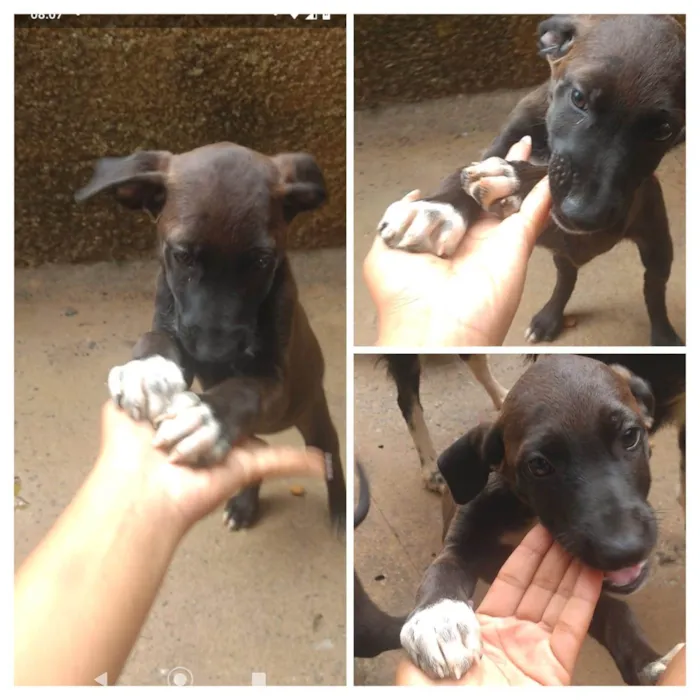 Cachorro ra a SRD-ViraLata idade 2 a 6 meses nome SEM NOME