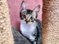 Filhote Tiger