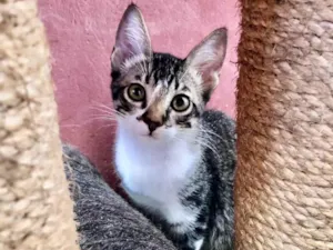 Gato raça SRD-ViraLata idade 2 a 6 meses nome Filhote Tiger