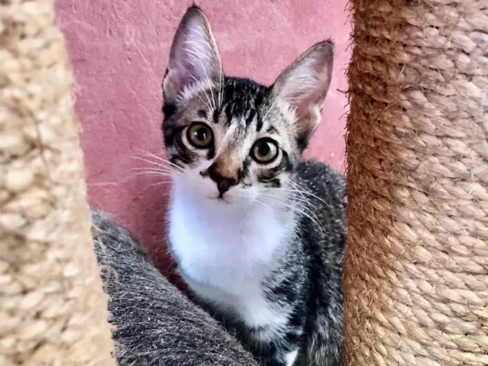 Gato ra a SRD-ViraLata idade 2 a 6 meses nome Filhote Tiger