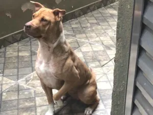 Cachorro raça Vira/pitbull idade 5 anos nome Megue 