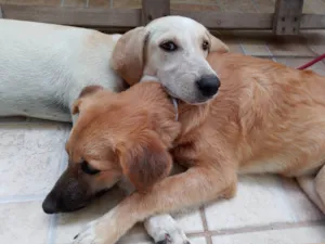 Cachorro raça Sem raça definida idade 2 a 6 meses nome Branca