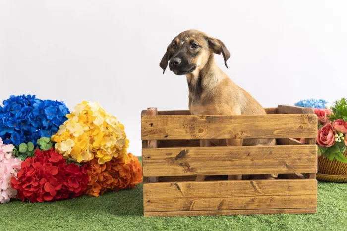 Cachorro ra a SRD-ViraLata idade 2 a 6 meses nome Pedrita