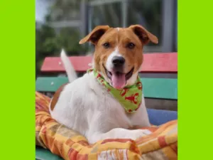 Cachorro raça SRD-ViraLata idade 1 ano nome KODA