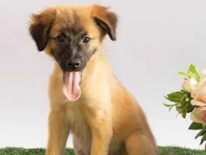 Cachorro raça SRD-ViraLata idade 2 a 6 meses nome Sara
