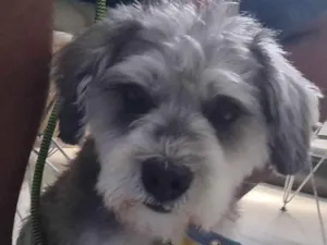 Cachorro raça SRD-ViraLata idade 2 anos nome Bidu (Mix de Shnauzer Porte P)