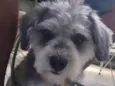 Bidu (Mix de Shnauzer Porte P)