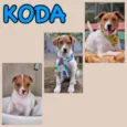 KODA