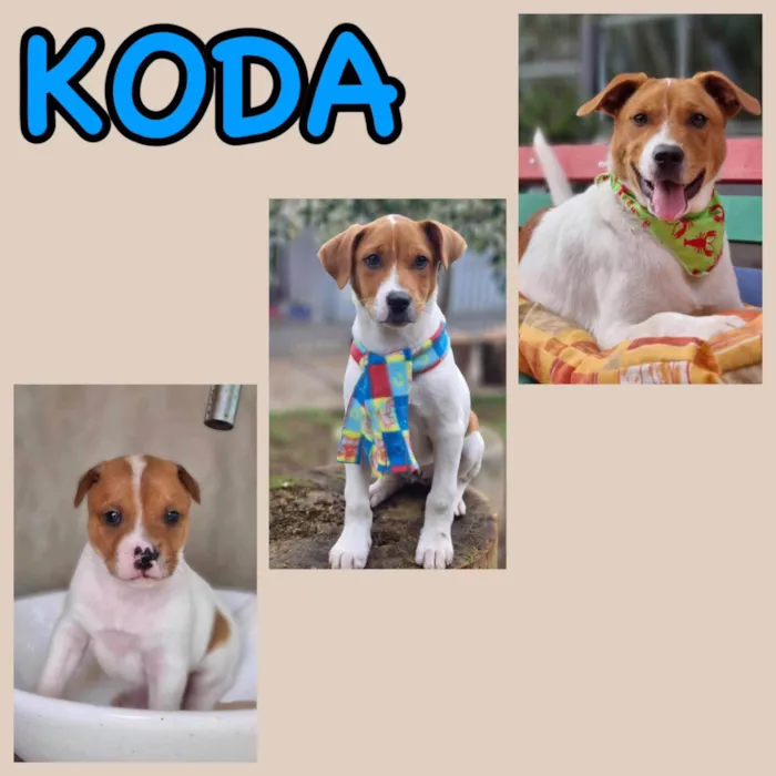 Cachorro ra a SRD-ViraLata idade 1 ano nome KODA