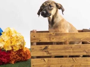 Cachorro raça SRD-ViraLata idade 2 a 6 meses nome Pedrita 