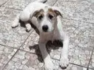 Cachorro raça SRD-ViraLata idade 2 a 6 meses nome LULU