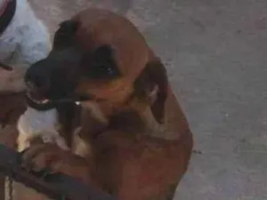 Cachorro raça Vira lata  idade 1 ano nome Nala 