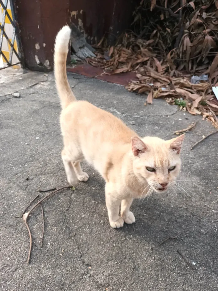 Gato ra a Srd idade 6 ou mais anos nome Lelinho