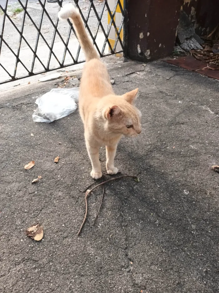 Gato ra a Srd idade 6 ou mais anos nome Lelinho