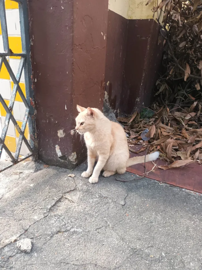 Gato ra a Srd idade 6 ou mais anos nome Lelinho