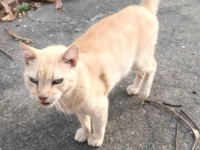 Gato ra a Srd idade 6 ou mais anos nome Lelinho