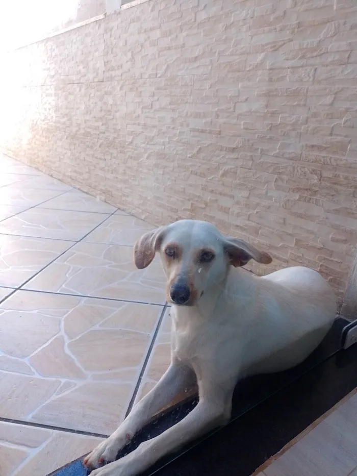 Cachorro ra a SRD-ViraLata idade 1 ano nome Sky