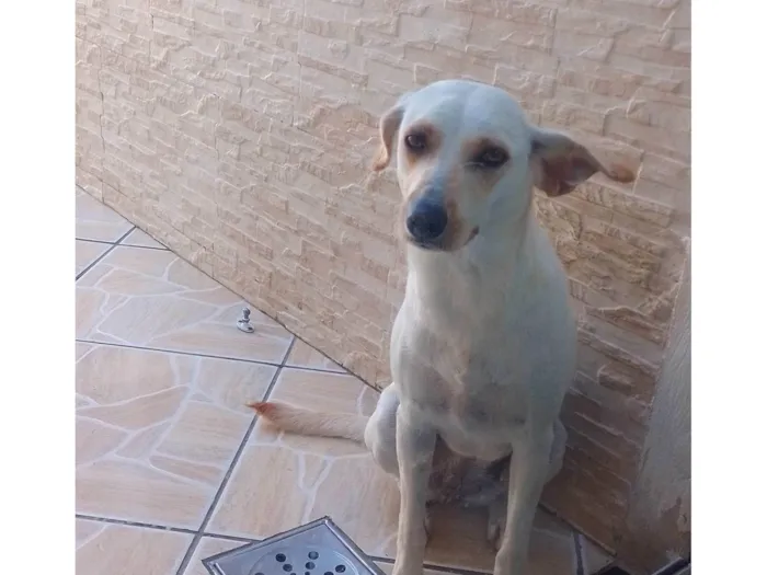 Cachorro ra a SRD-ViraLata idade 1 ano nome Sky