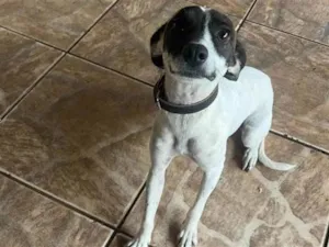 Cachorro raça SRD-ViraLata idade 7 a 11 meses nome Papita