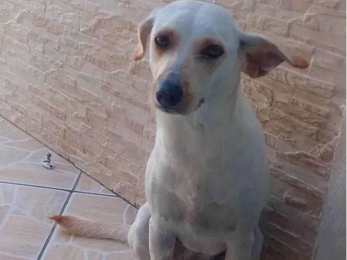 Cachorro ra a SRD-ViraLata idade 1 ano nome Sky