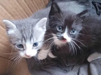 Gato raça  idade 2 a 6 meses nome Casal 