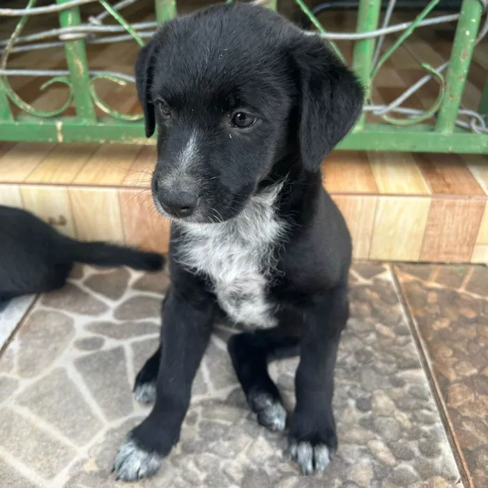 Cachorro ra a SRD-ViraLata idade 2 a 6 meses nome Sem nome, para não me apegar