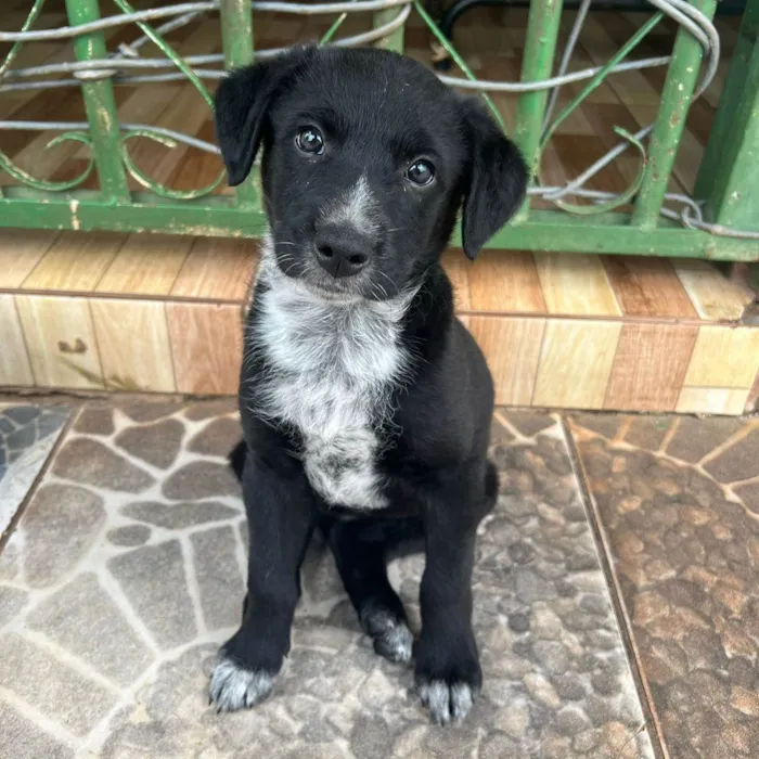 Cachorro ra a SRD-ViraLata idade 2 a 6 meses nome Sem nome, para não me apegar