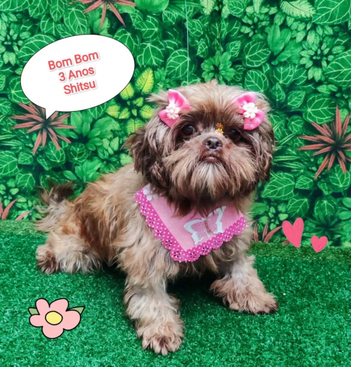 Cachorro ra a Shitzu idade 3 anos nome Bombom