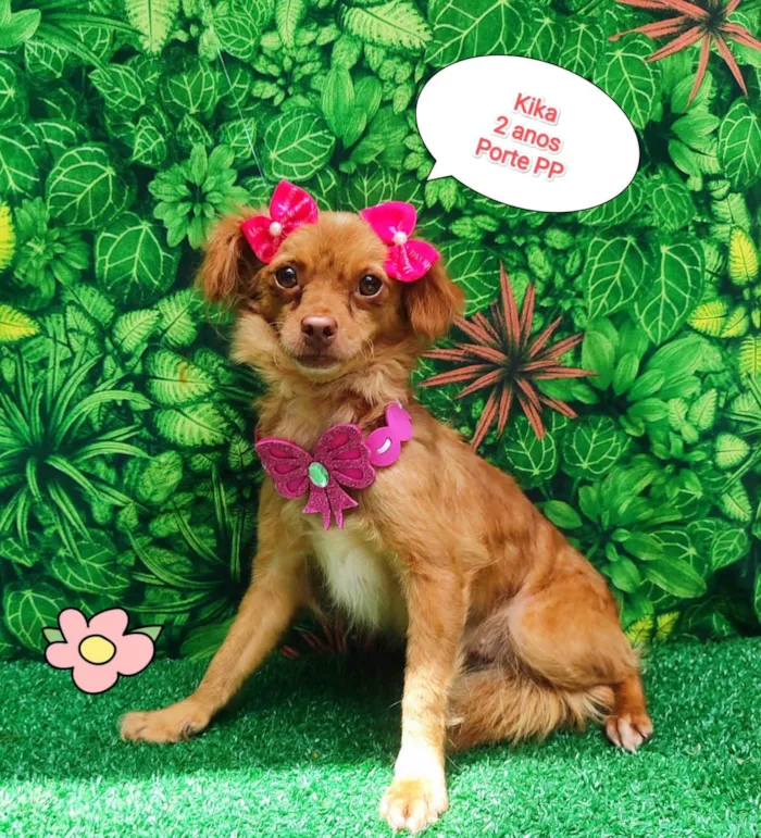Cachorro ra a SRD-ViraLata idade 2 anos nome Kika