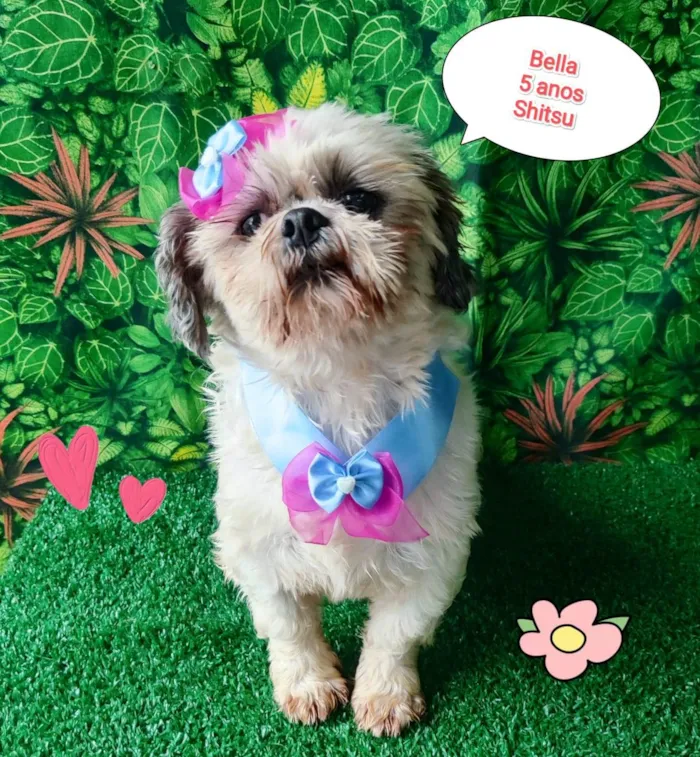 Cachorro ra a Shitzu idade 5 anos nome Bella 