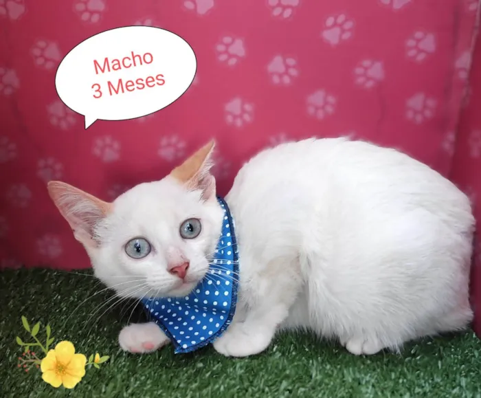 Gato ra a SRD-ViraLata idade 2 a 6 meses nome Lourenço 