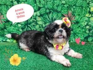 Cachorro raça SRD-ViraLata idade 4 anos nome Amora