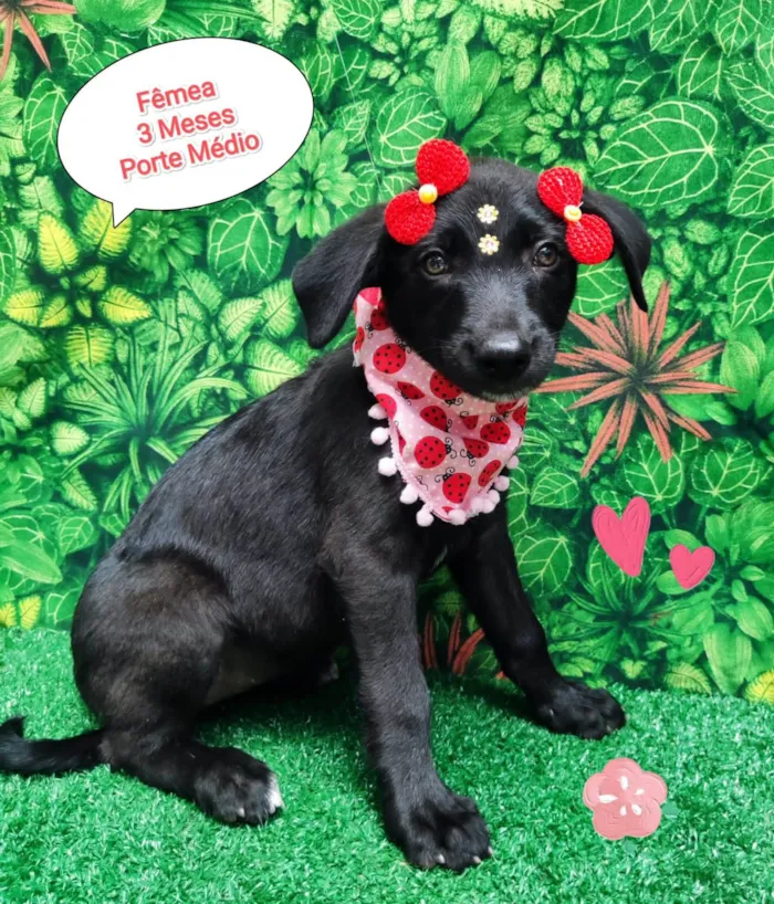 Cachorro ra a SRD-ViraLata idade 2 a 6 meses nome Moranguinho