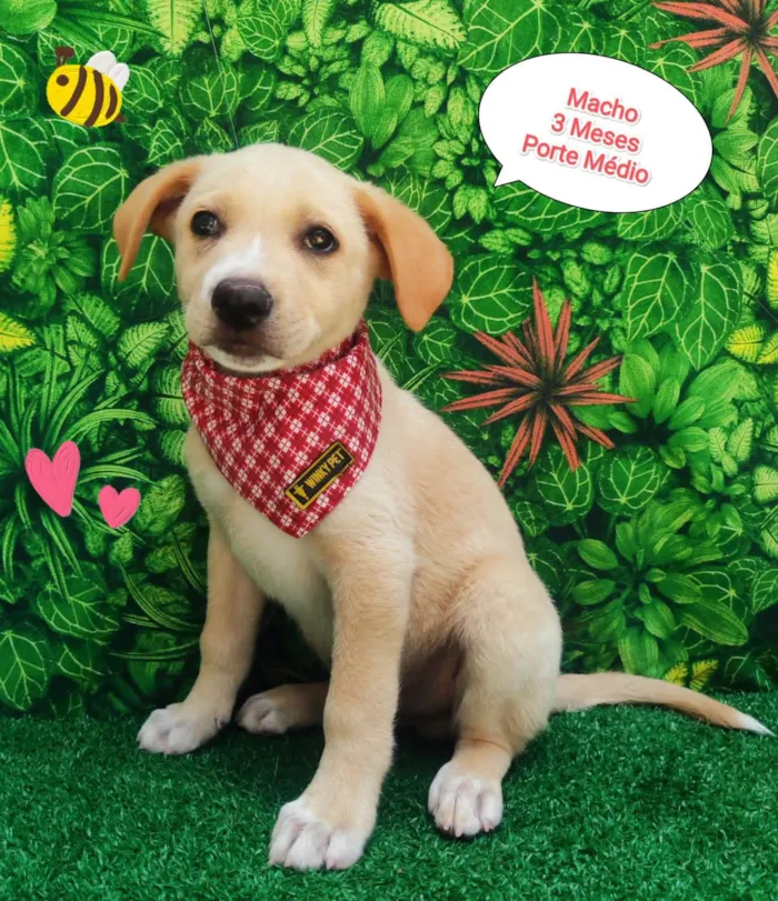 Cachorro ra a SRD-ViraLata idade 2 a 6 meses nome Hugo