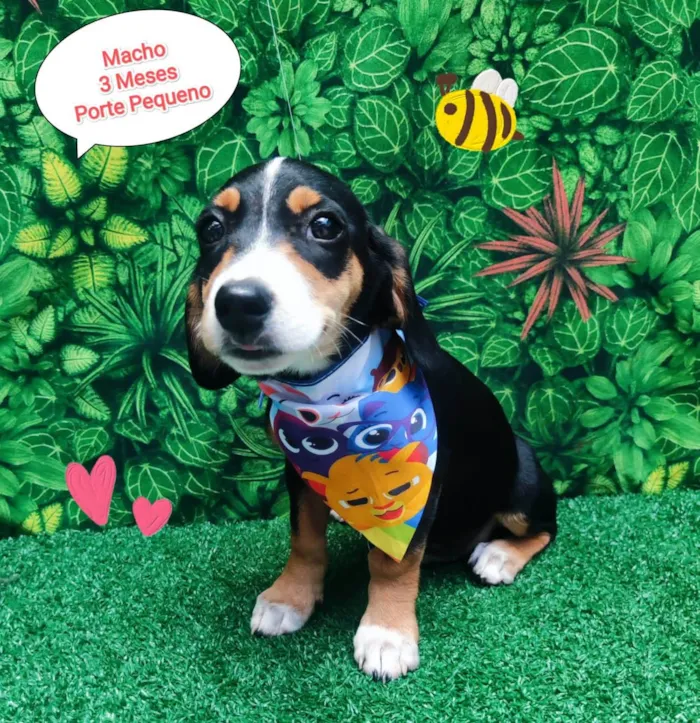 Cachorro ra a SRD-ViraLata idade 2 a 6 meses nome Pitoco
