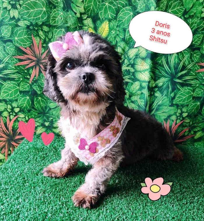 Cachorro ra a Shitzu idade 3 anos nome Doris 