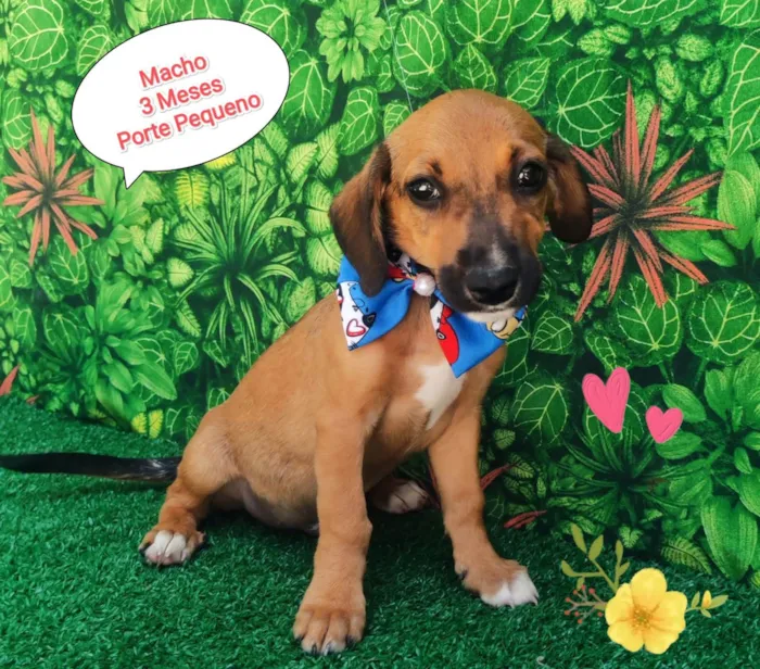 Cachorro ra a SRD-ViraLata idade 2 a 6 meses nome Yago