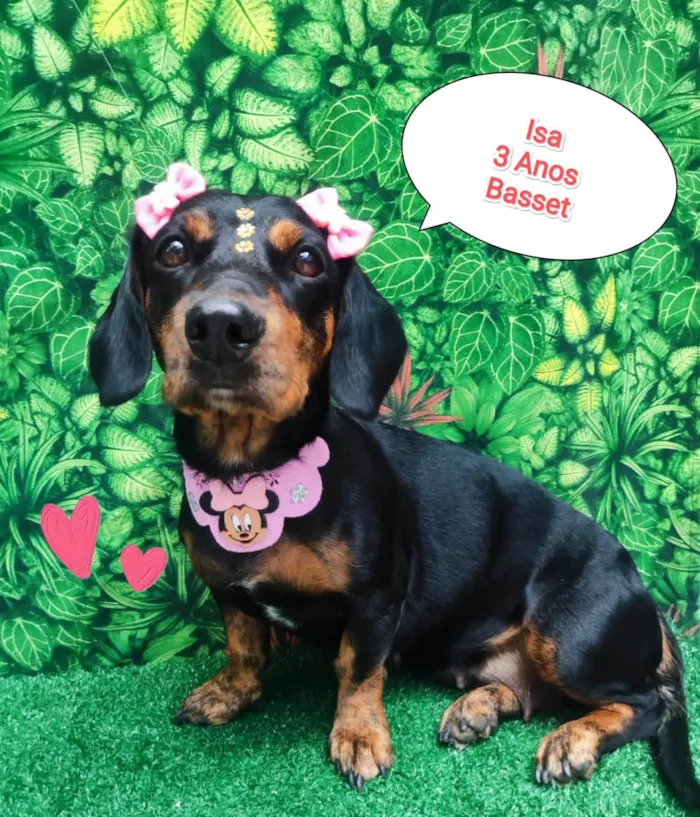 Cachorro ra a Basset idade 3 anos nome Isa