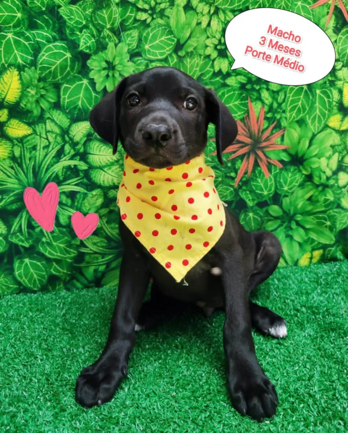 Cachorro ra a SRD-ViraLata idade 2 a 6 meses nome Weber 