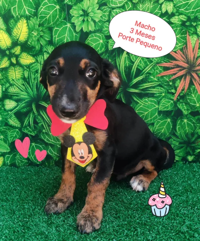 Cachorro ra a SRD-ViraLata idade 2 a 6 meses nome Trevor