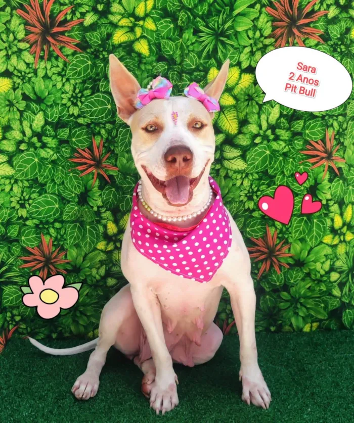 Cachorro ra a Pitbull  idade 2 anos nome Sara