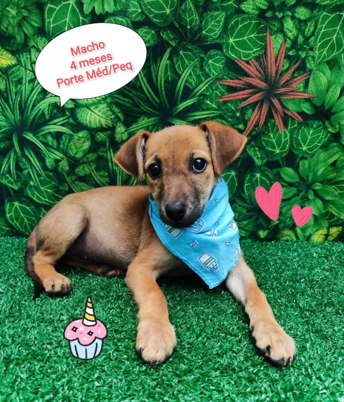 Cachorro ra a SRD-ViraLata idade 2 a 6 meses nome Samba