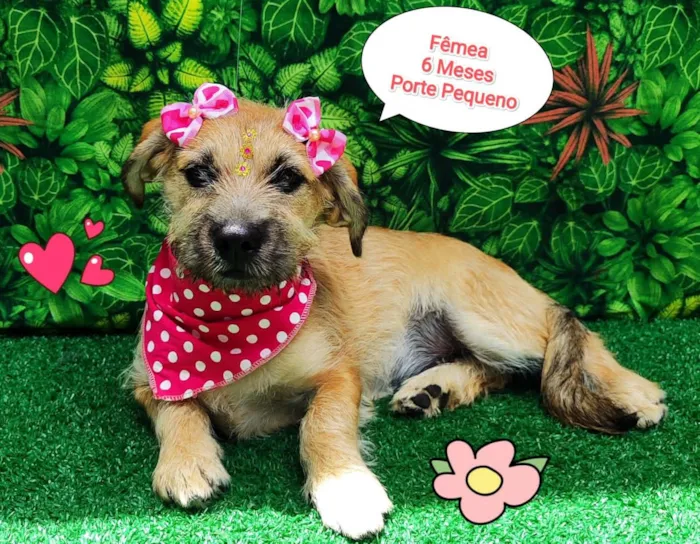 Cachorro ra a SRD-ViraLata idade 2 a 6 meses nome Louise