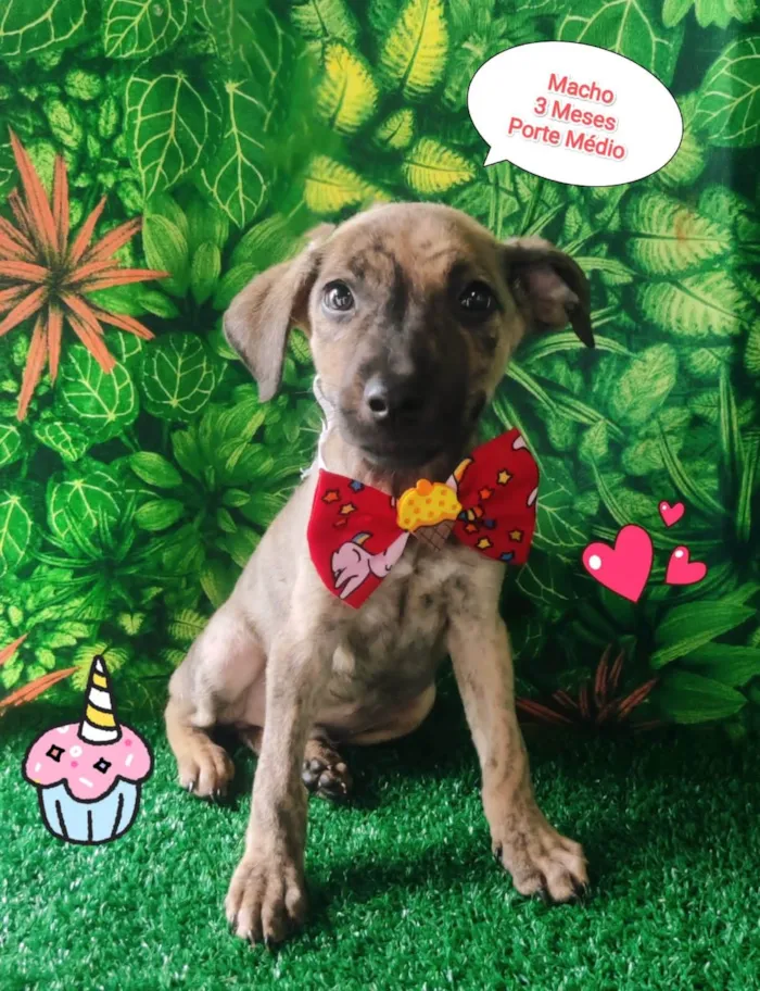 Cachorro ra a SRD-ViraLata idade 2 a 6 meses nome Mickey 
