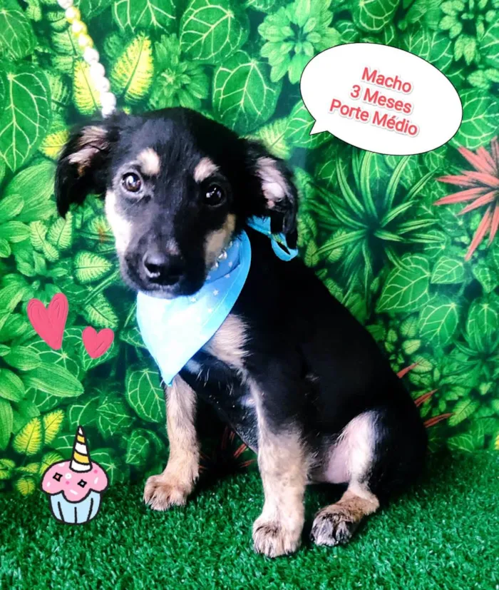 Cachorro ra a  idade 2 a 6 meses nome Tobias