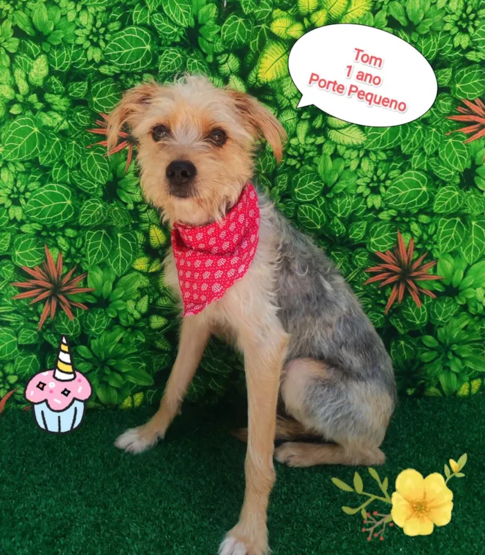 Cachorro ra a  idade 1 ano nome Tom