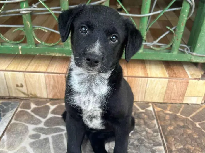 Cachorro ra a SRD-ViraLata idade 2 a 6 meses nome Sem nome, para não me apegar