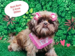 Cachorro raça Shitzu idade 3 anos nome Bombom