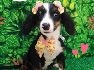 Cachorro raça SRD-ViraLata idade 2 a 6 meses nome Luly